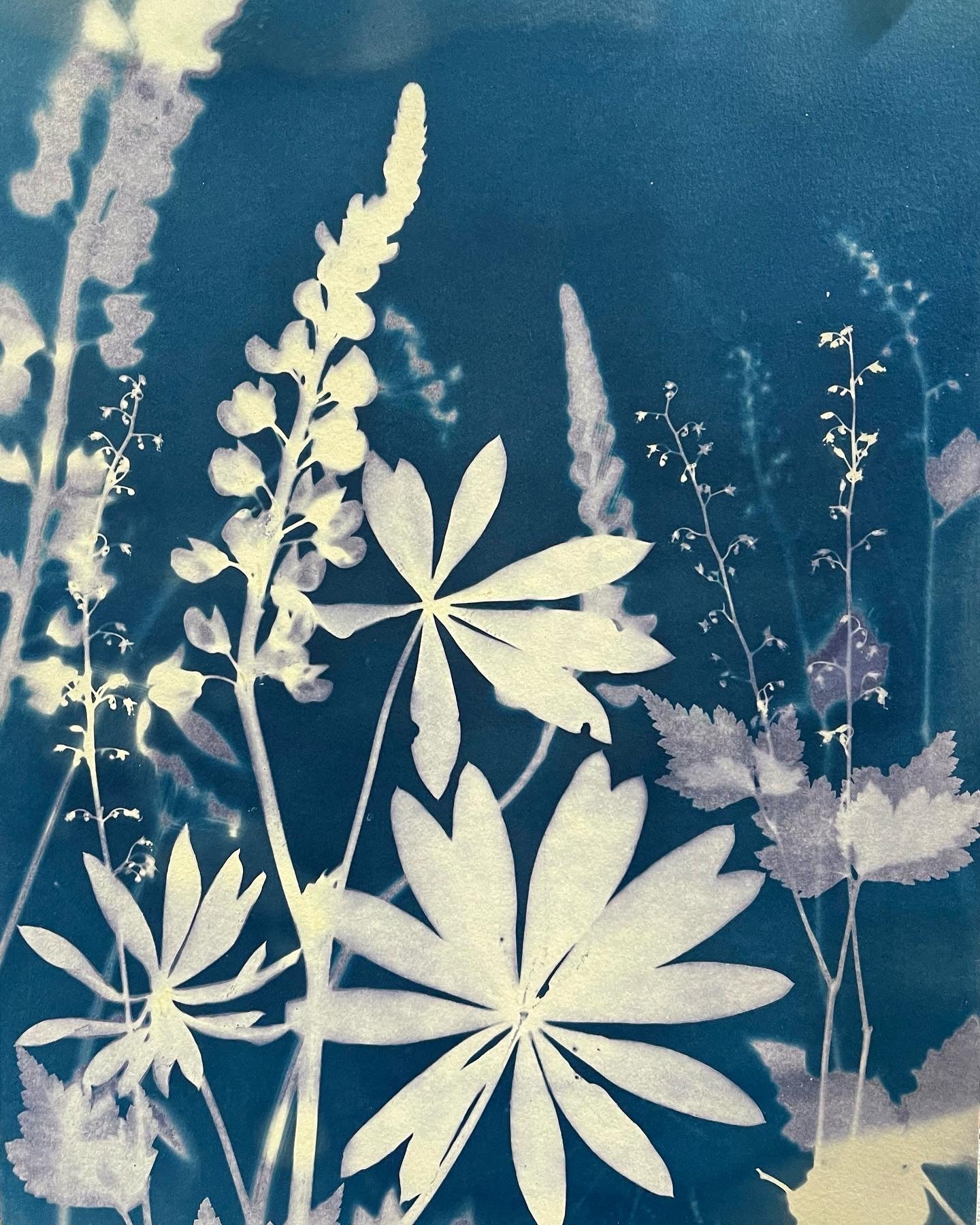 Beautiful Blue Botanicals, Cyanotype Workshop