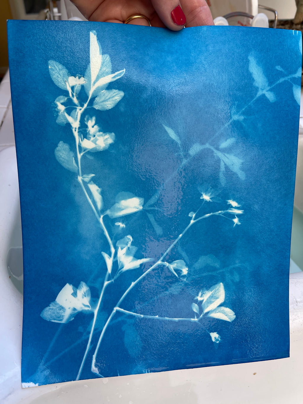Beautiful Blue Botanicals, Cyanotype Workshop
