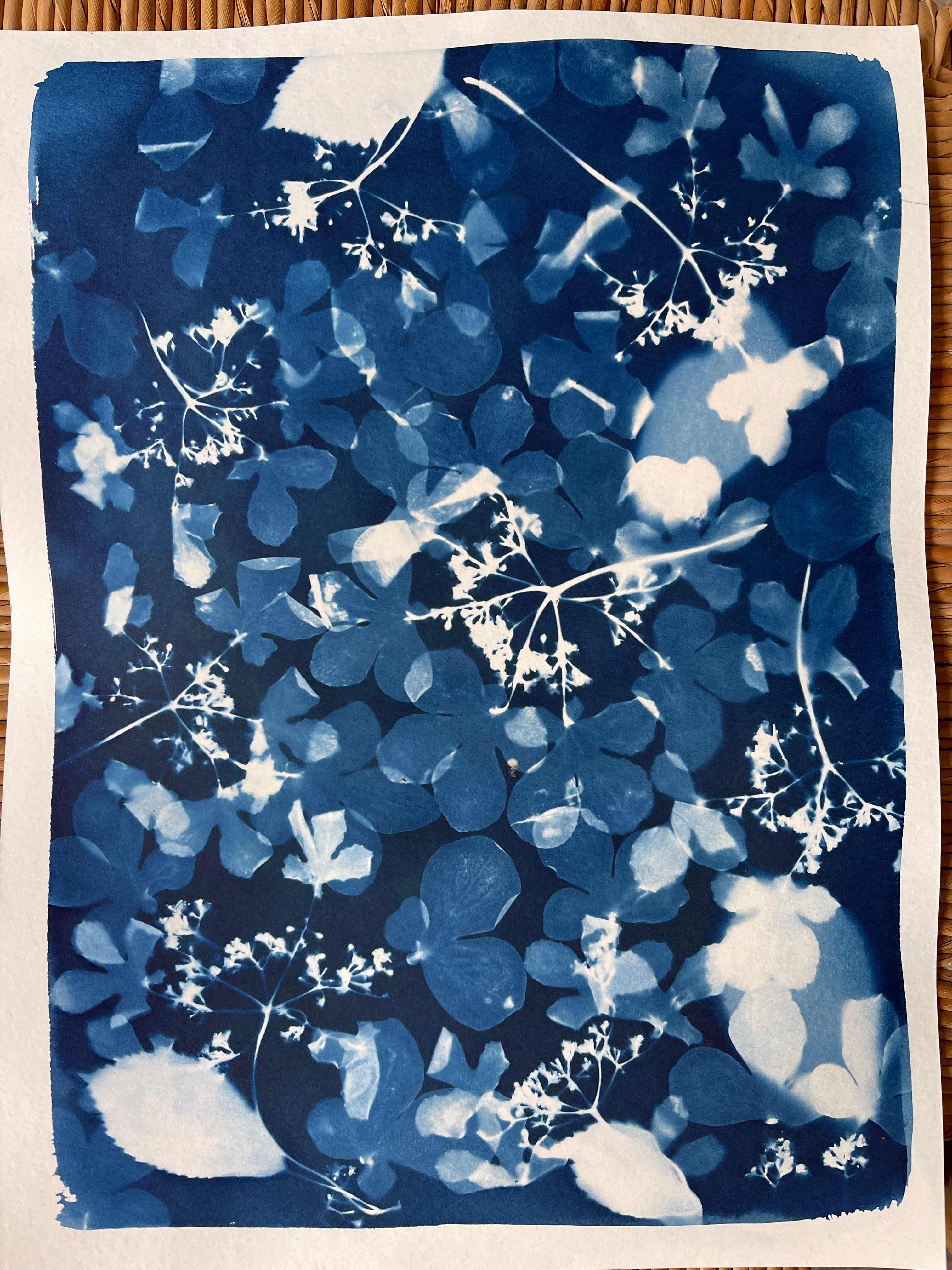 Beautiful Blue Botanicals, Cyanotype Workshop
