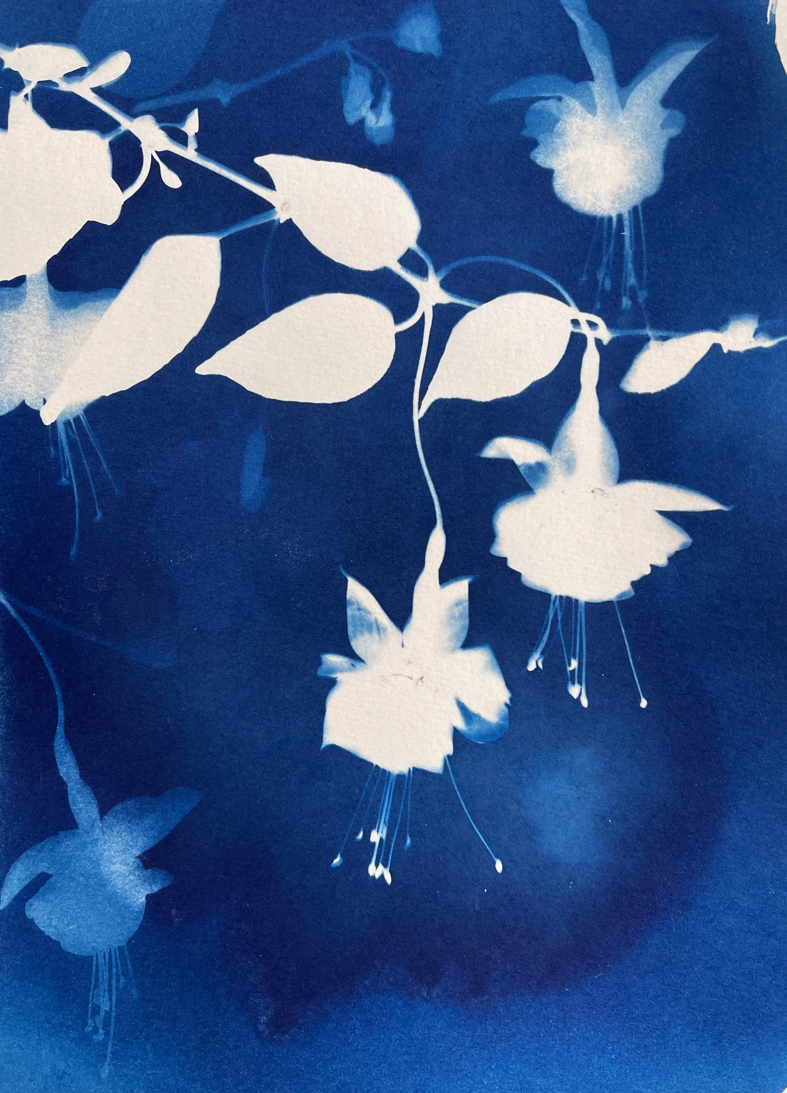 Beautiful Blue Botanicals, Cyanotype Workshop